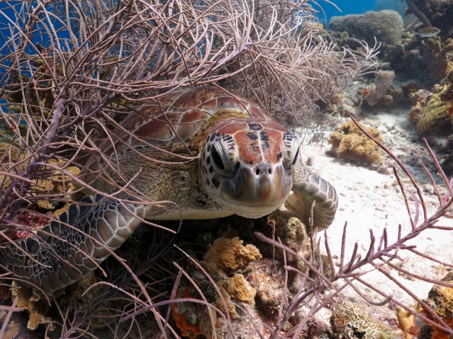 Klein Bonaire sea turtle woodwind