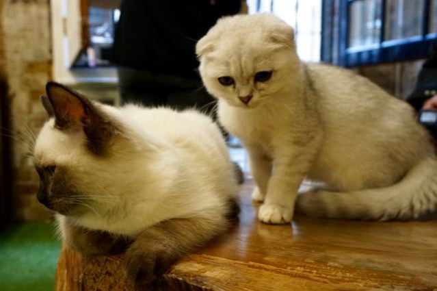 how can i visit a cat cafe in london
