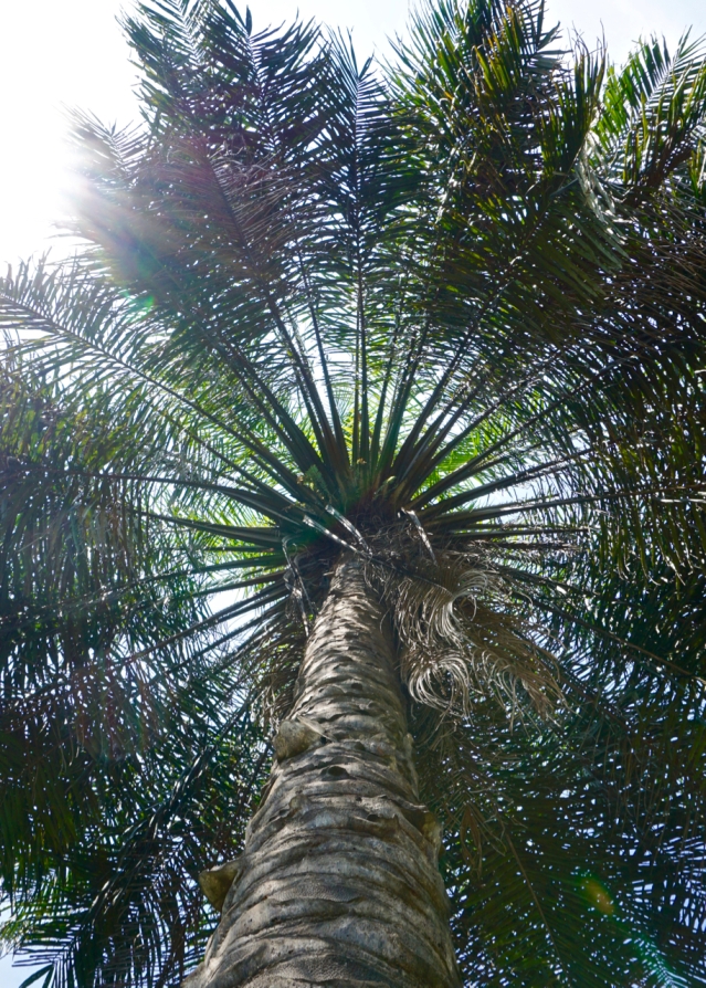 2 days in Kandy Central Province of Sri Lanka - Royal Botanical Garden - One of the huge Palm Trees