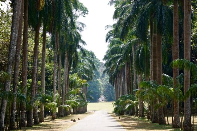 2 days in Kandy Central Province of Sri Lanka - Royal Botanical Garden - Palm Avenue