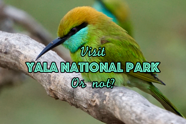 Should I Visit Yala National Park in Sri Lanka or not